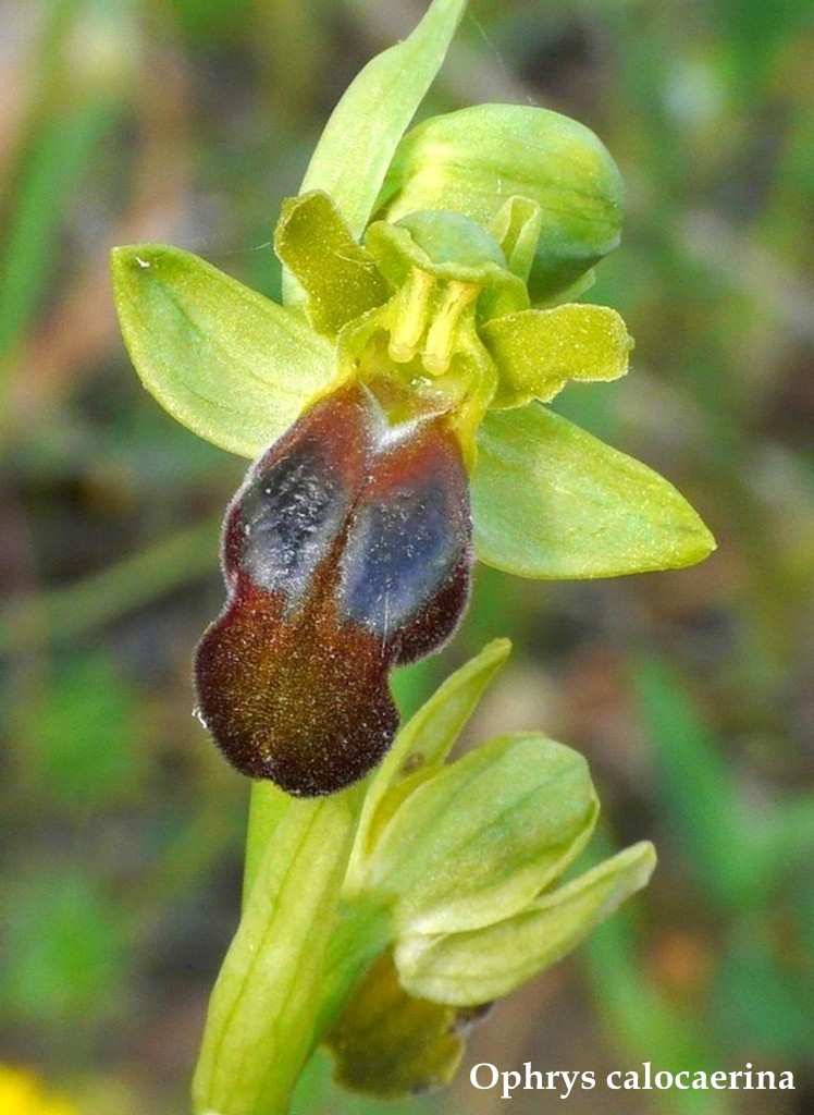 Grecia 23_25 aprile 2016  un fine settimana tra le orchidee.